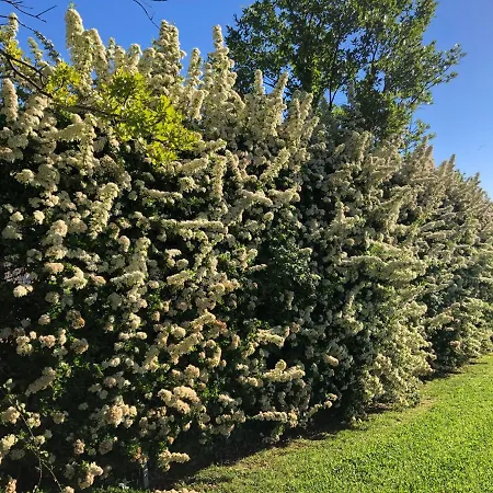 Trulli Atmosfera * ロコロトンド